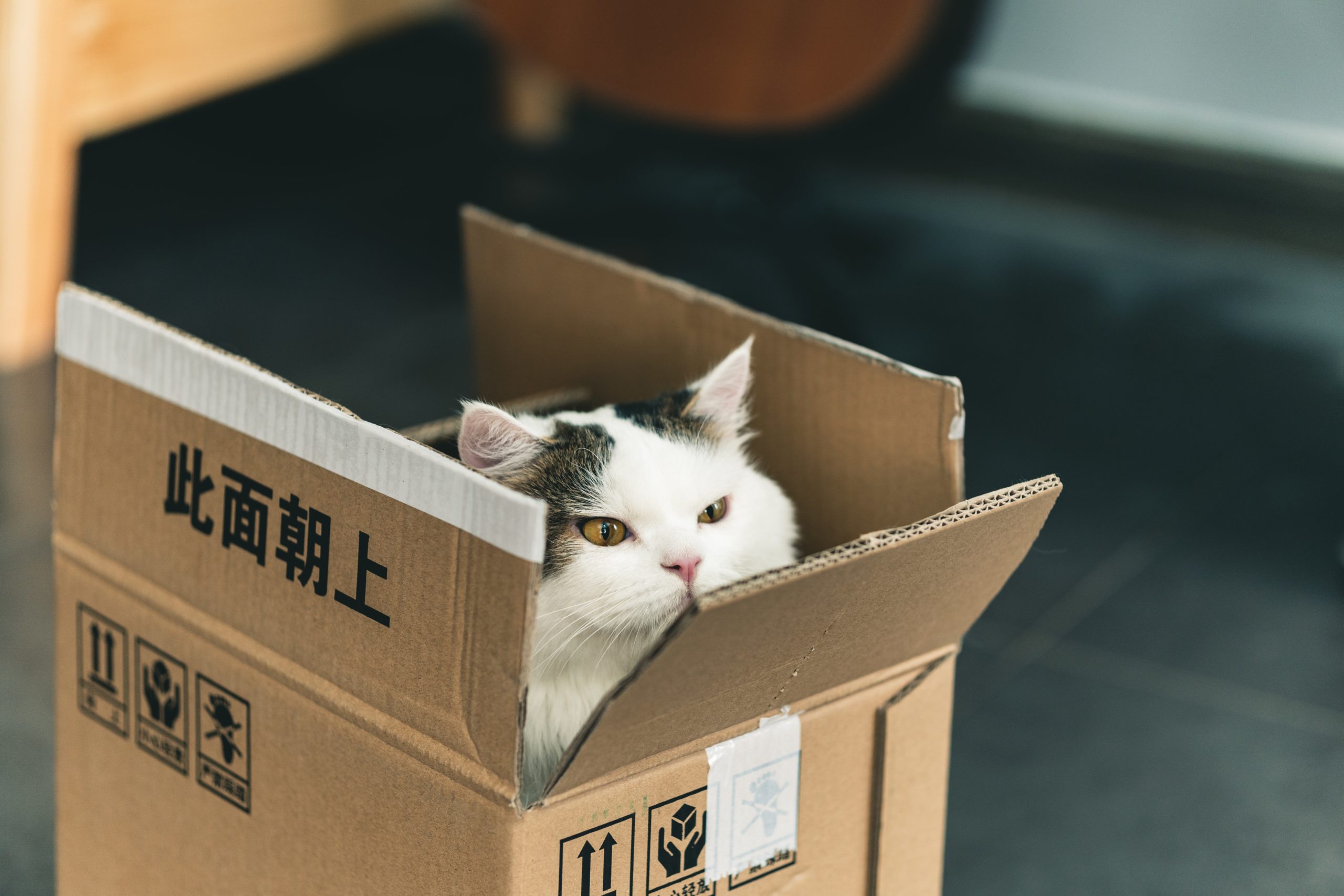How To: Move House With A Cat