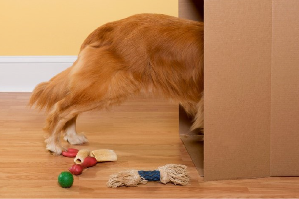 The Pros and Cons of Allowing Pets in your Property